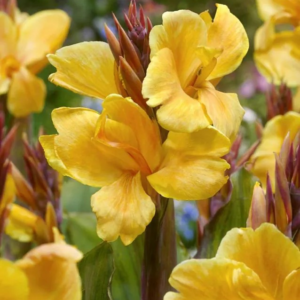 PACIORECZNIK - LOUIS COTTIN