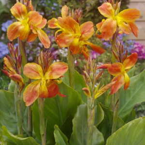 PACIORECZNIK - LUCIFER