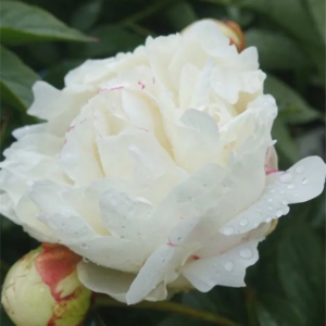 PIWONIA CHIŃSKA - MARIE LEMOINE