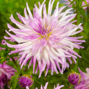 DALIA - MINGUS RANDY