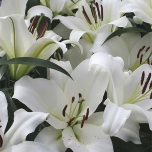 LILIA - MONTE BIANCO