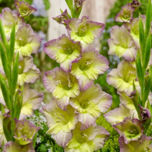 MIECZYK - MOONLIGHT SHADOW