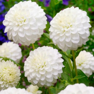 DALIA - PETRA'S WEDDING