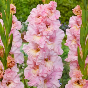 MIECZYK - PINK LIGHTNING