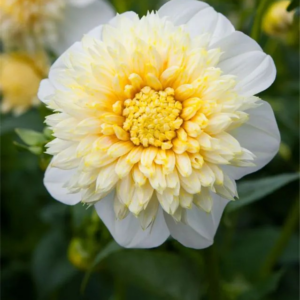 DALIA - PLATINUM BLONDE