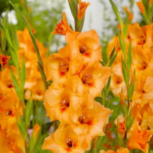 MIECZYK - PRINCE OF ORANGE