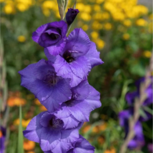 MIECZYK - PURPLE MAGIC