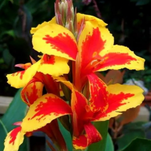 PACIORECZNIK - QUEEN CHARLOTTE