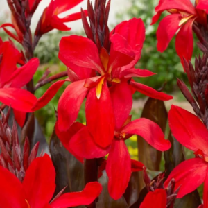 PACIORECZNIK - RED FUTURITY