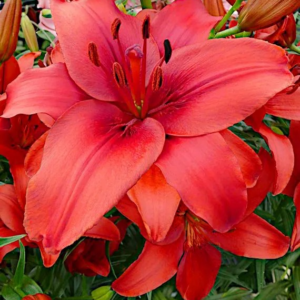 LILIA - RED HIGHLAND