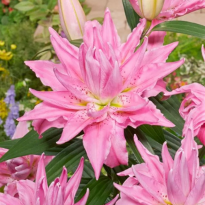 LILIA - ROSELILY JASMINA