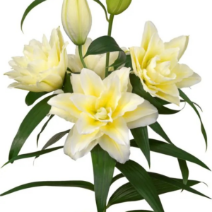 LILIA - ROSELILY LUDWINA