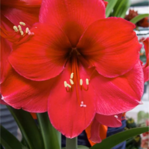 ZWARTNICA - ROYAL DREAM