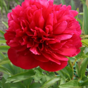 PIWONIA - RUBRA PLENA