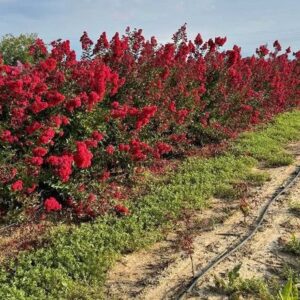 S924 Lagerstremia Dynamite