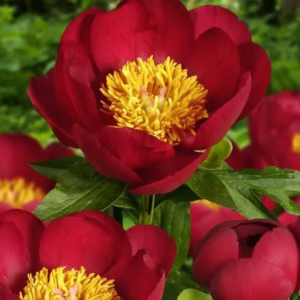 PIWONIA - SCHARLETT O'HARA