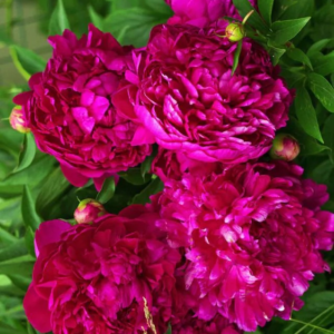 PIWONIA - SEBASTIAAN MAAS