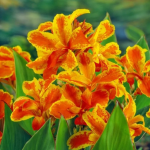 PACIORECZNIK - TAROUDANT