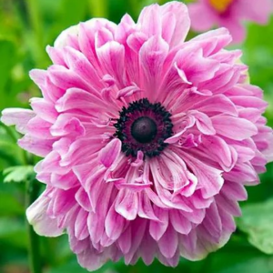 ZAWILEC - THE ADMIRAL ST. BRIGID