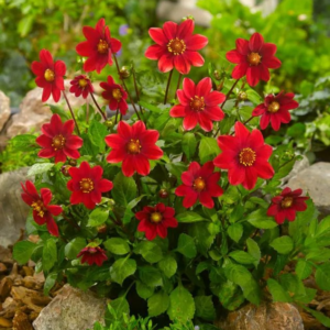 DALIA - TOPMIX RED