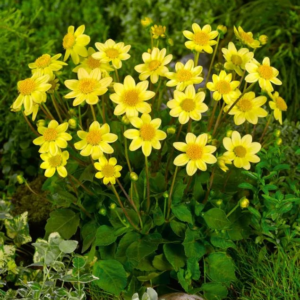 DALIA - TOPMIX YELLOW