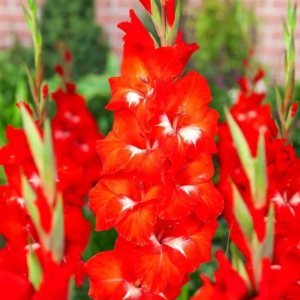 MIECZYK - TRADERHORN