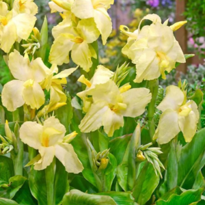 PACIORECZNIK - VANILLA CREAM