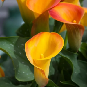 KALIA - CAPTAIN BRUNELLO