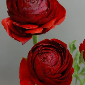 JASKIER - ELEGANCE NOIR