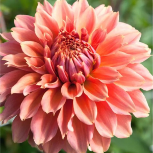 DALIA - ORANGE FUBUKI