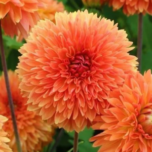 DALIA - ORANGE IMPACT