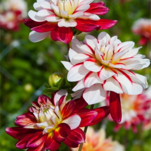 DALIA - PACIFIC TIME