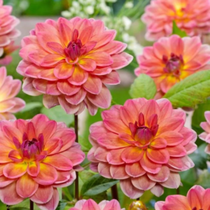 DALIA - PACIFIC VIEW