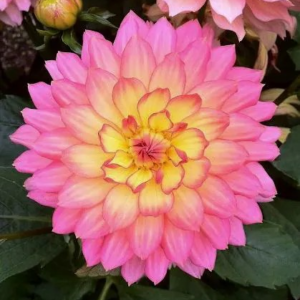 DALIA - PASO DOBLE DANCER