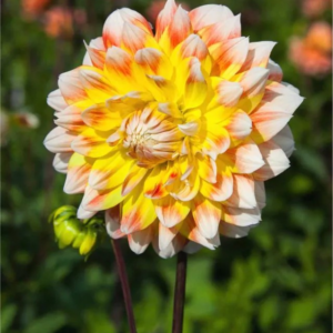 DALIA - PEACHES AND CREAM