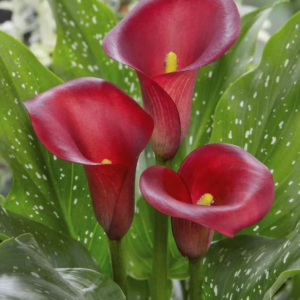 KALIA - RED SYMPHONY