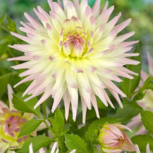 DALIA - SHOOTING STAR