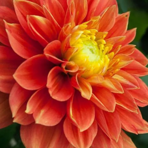 DALIA - SUNSET TROPICAL