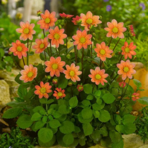 DALIA - TOPMIX APRICOT