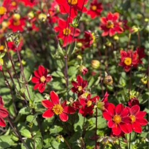 DALIA - TOPMIX REDDY