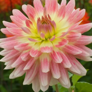 DALIA - TROPICAL SUNSET