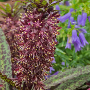 WARKOCZNICA - VANDERMERWEI