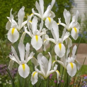 KOSACIEC HOLENDERSKI - WHITE EXCELSIOR